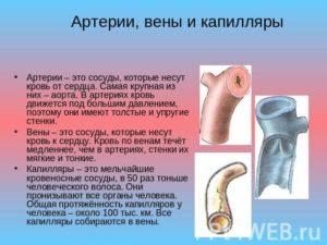 microcirculyacia - sosudy
