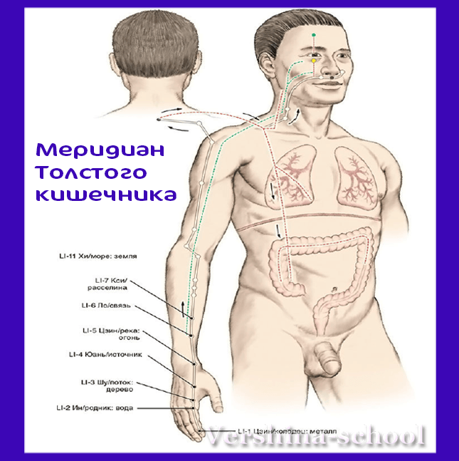 Картинка меридиан толстого кишечника